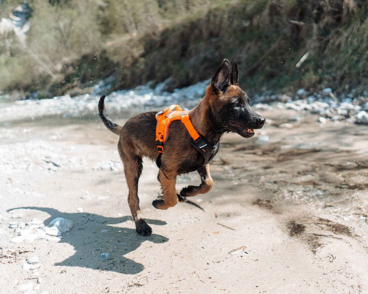 Non-stop Dogwear Ramble Harness