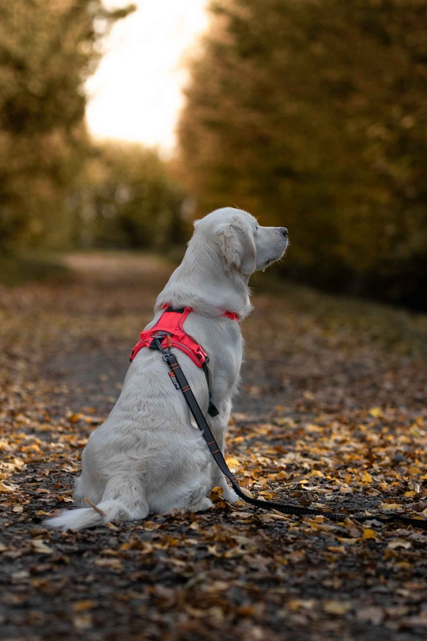 Non-stop Dogwear Ramble Harness