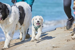 Non-stop Dogwear Ramble Harness