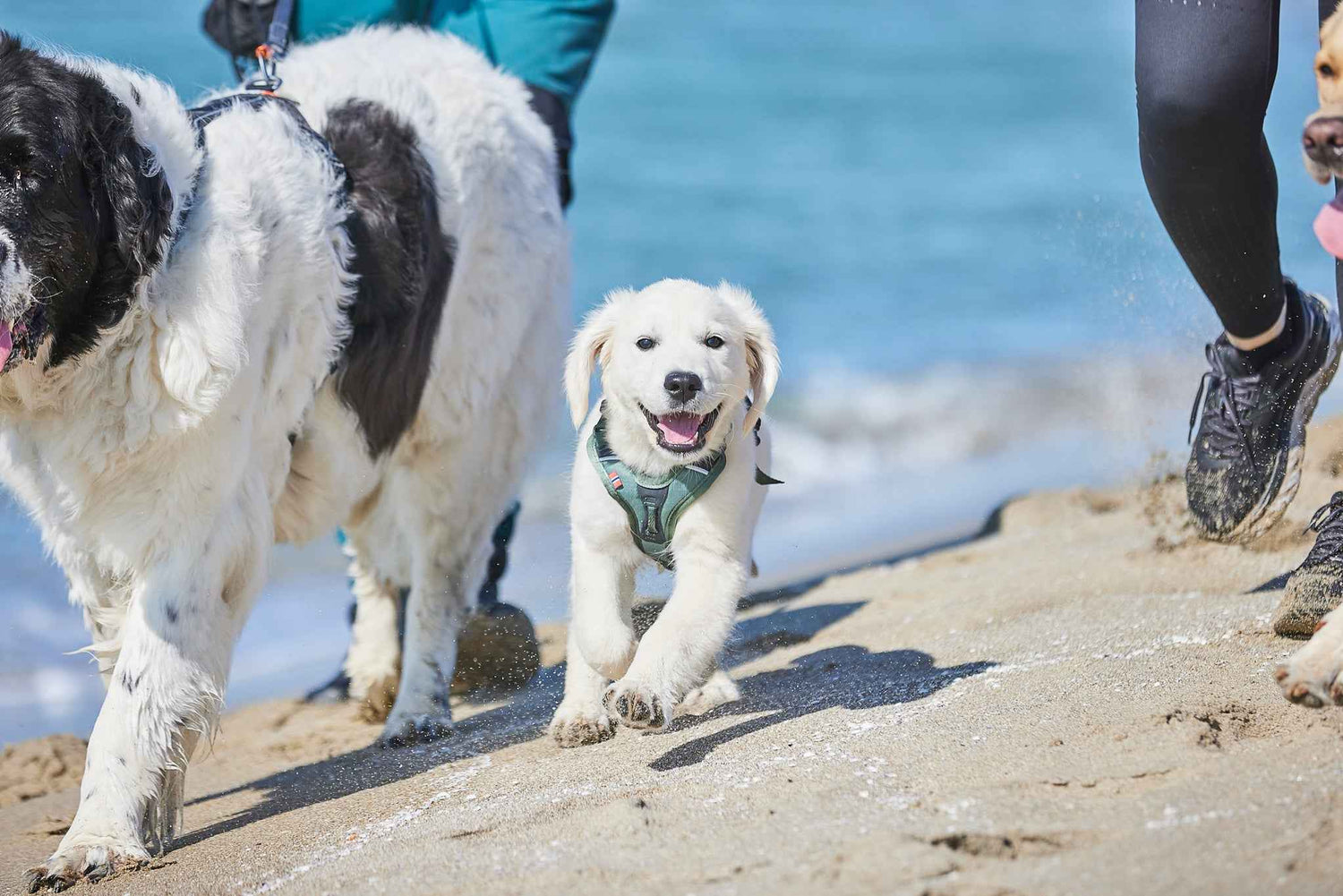 Non-stop Dogwear Ramble Harness