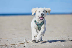Non-stop Dogwear Ramble Harness