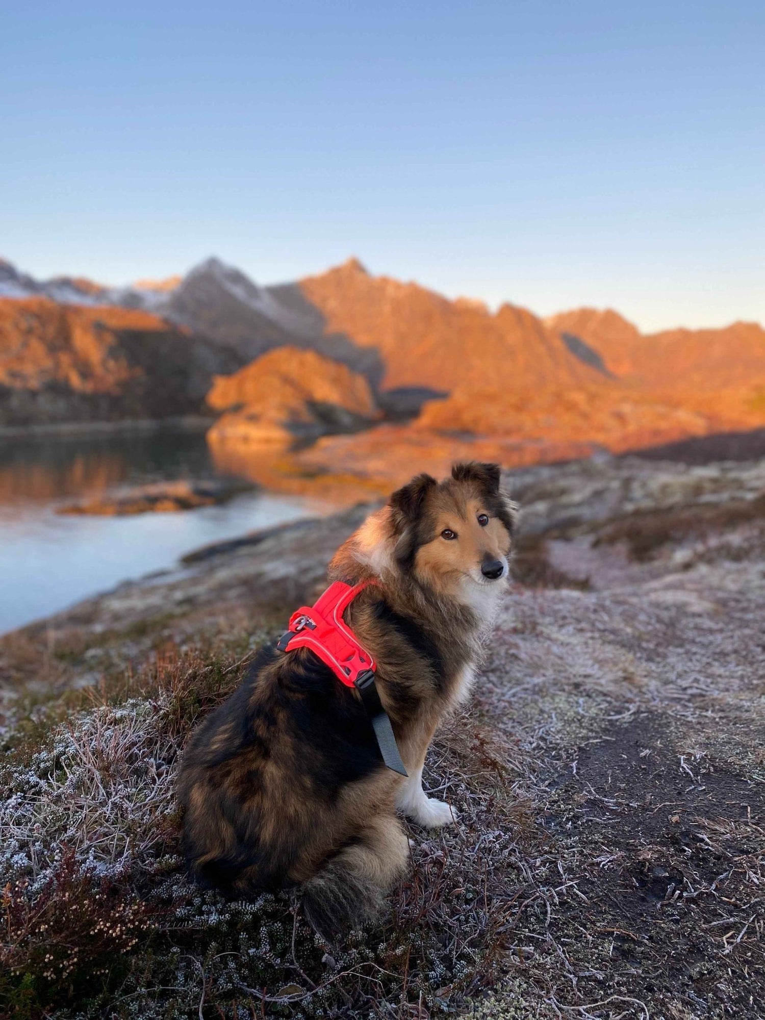 Non-stop Dogwear Ramble Harness