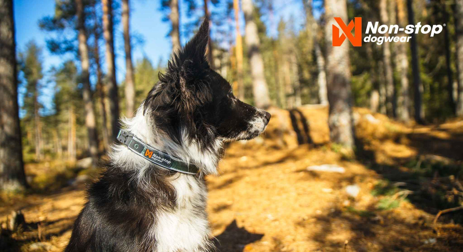 Non-Stop dogwear Roam Collar