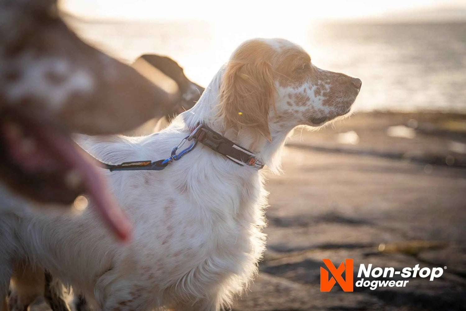 Non-Stop dogwear Roam Collar