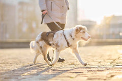 Non-stop dogwear Rock Harness Long