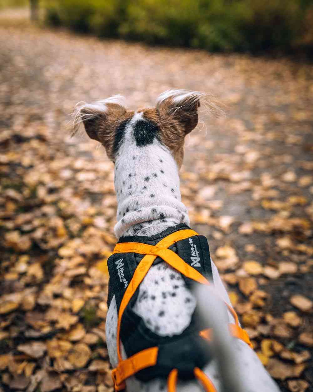 Non-stop Dogwear Rush Harness