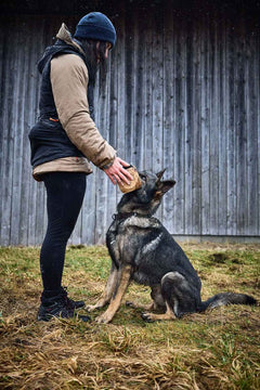 Non-stop dogwear Solid Adjustable Collar WD