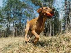 Non-stop dogwear Throw Toy