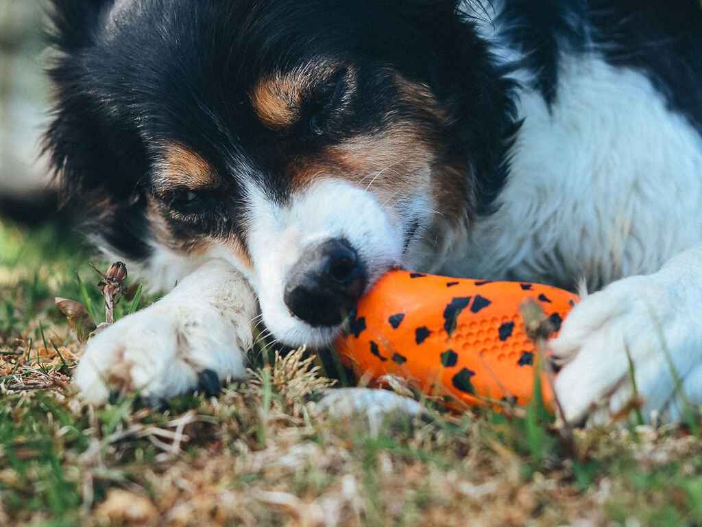 Non-stop dogwear Throw Toy