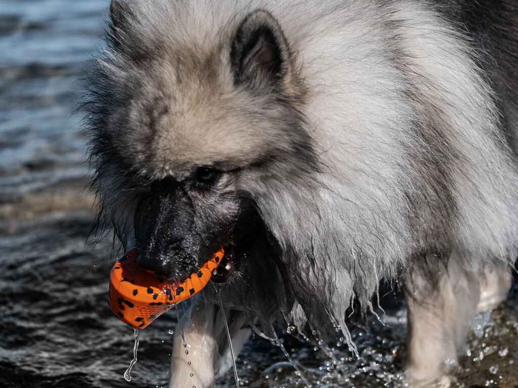 Non-stop dogwear Throw Toy