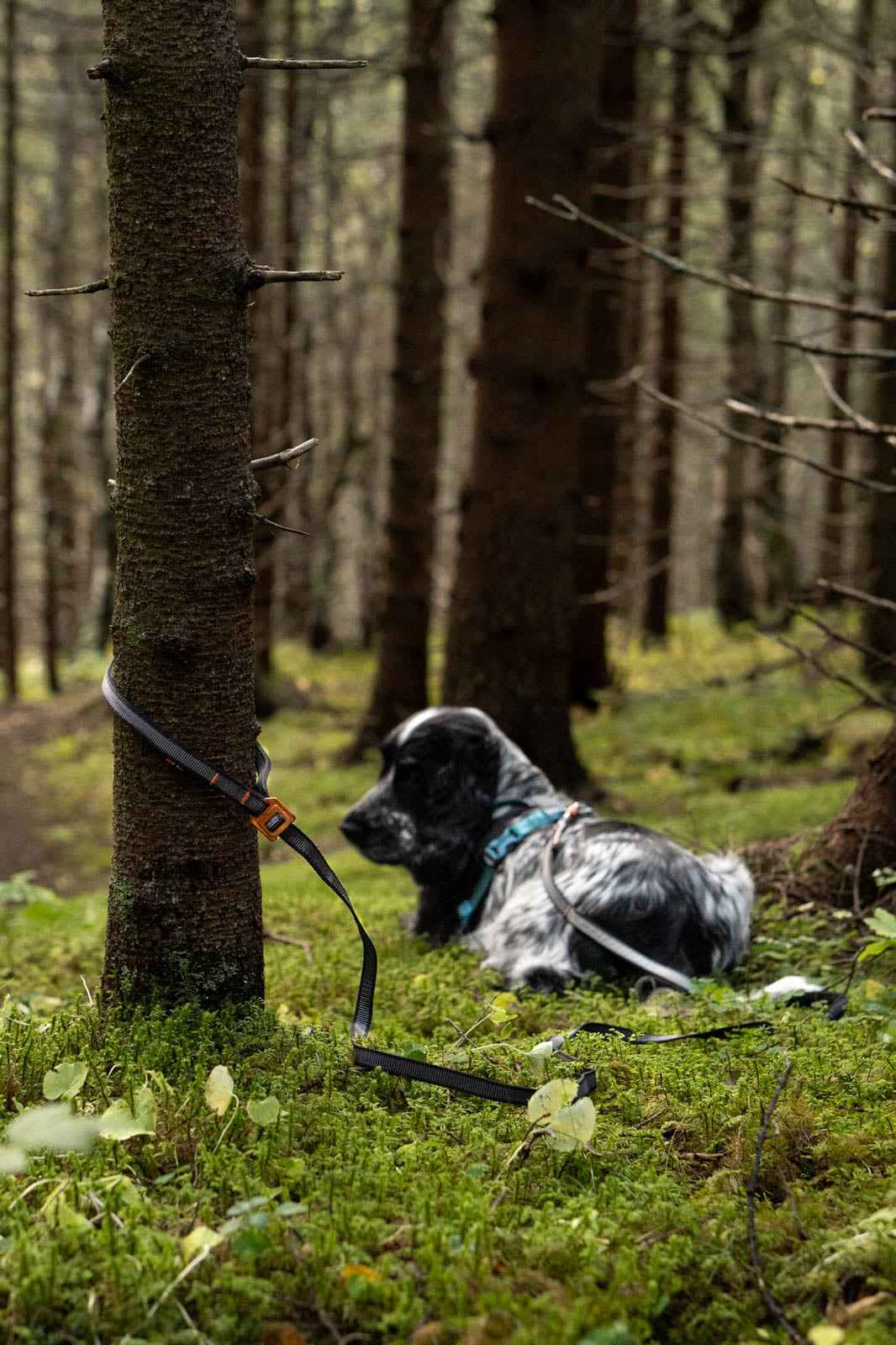 Non-stop dogwear Touring bungee adjustable