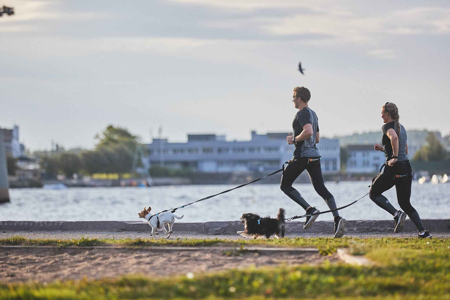 Non-stop dogwear Touring Bungee Leash