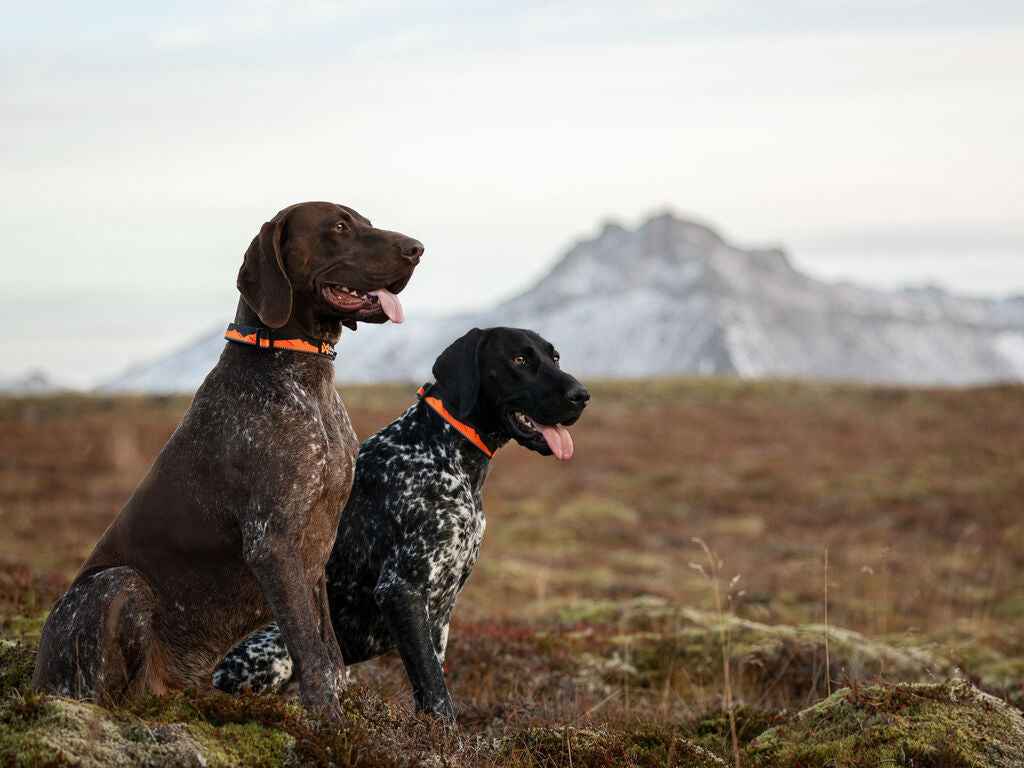 Non-stop dogwear Trail Quest Collar