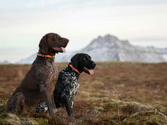 Non-stop dogwear Trail Quest Collar