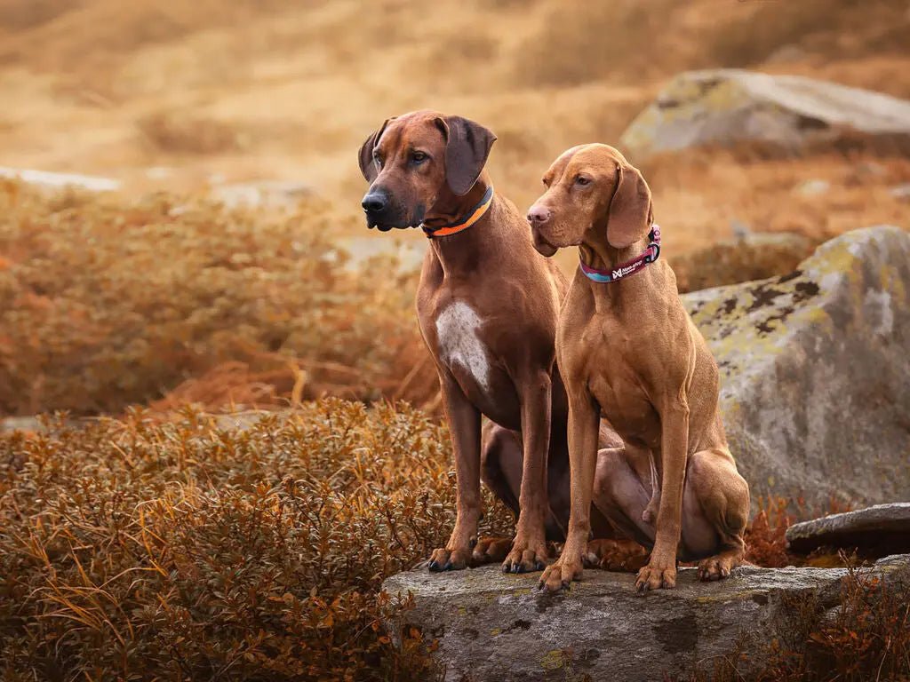 Non-stop dogwear Trail Quest Collar