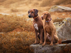 Non-stop dogwear Trail Quest Collar