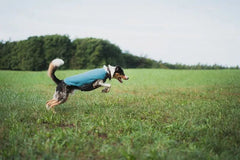 Non-stop Dogwear Trail quest fleece pullover