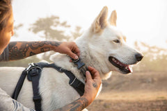 Ruffwear Front Range™ Dog Collar