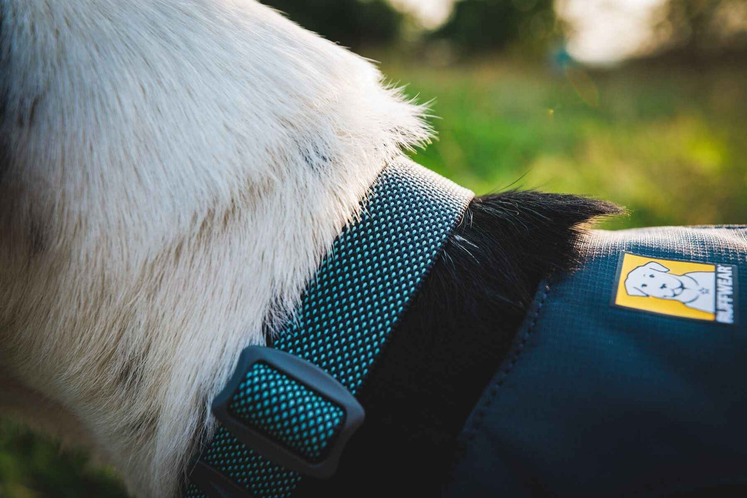 Ruffwear Hi & Light™ Dog Collar