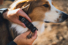 Ruffwear Ridgeline™ Collar