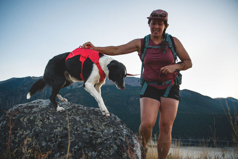 Ruffwear  - Web Master™ Dog Harness with Handle