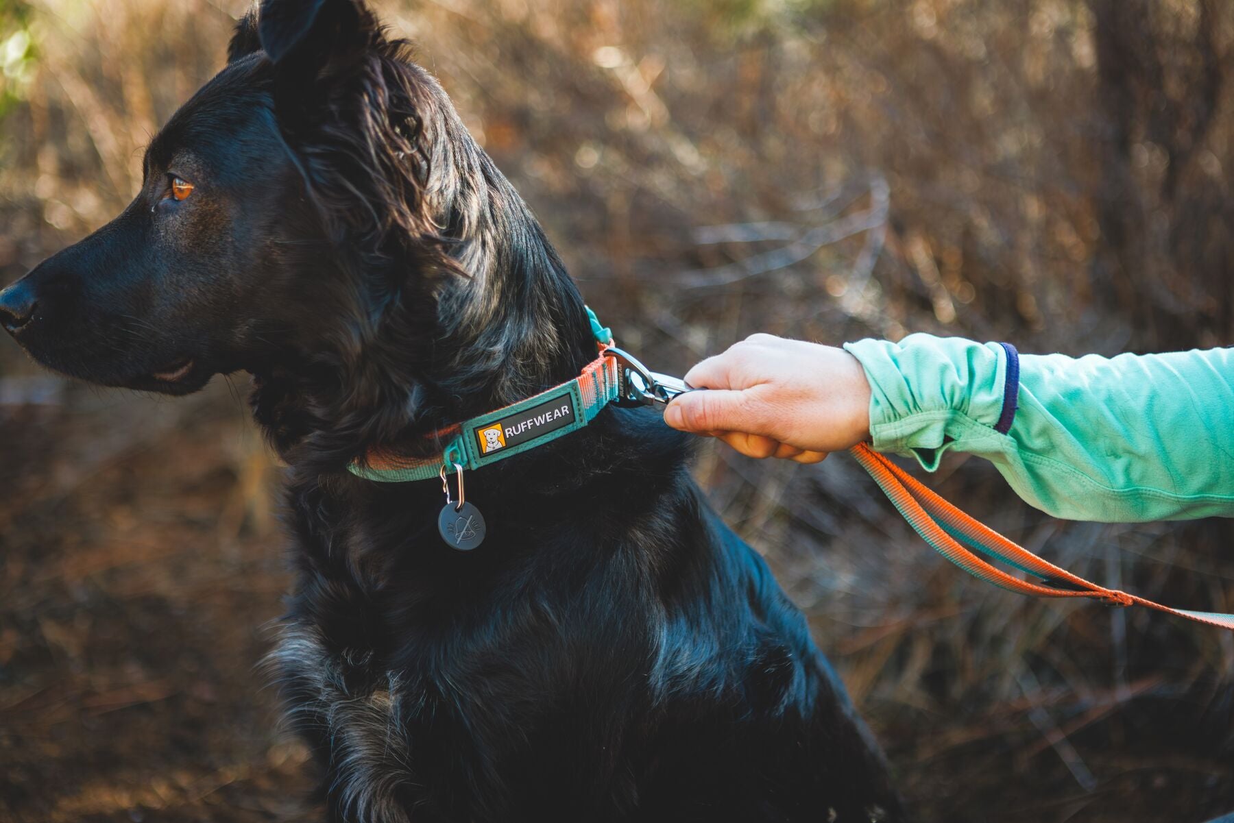 Dog wearing a Ruffwear collar on a walk