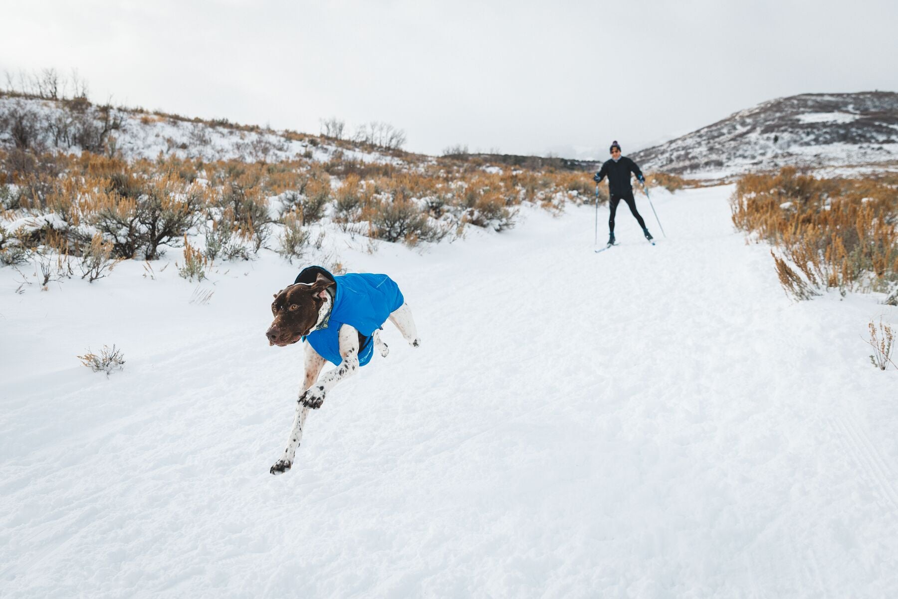 Dog wearing Ruffwear waterproof jacket outdoors