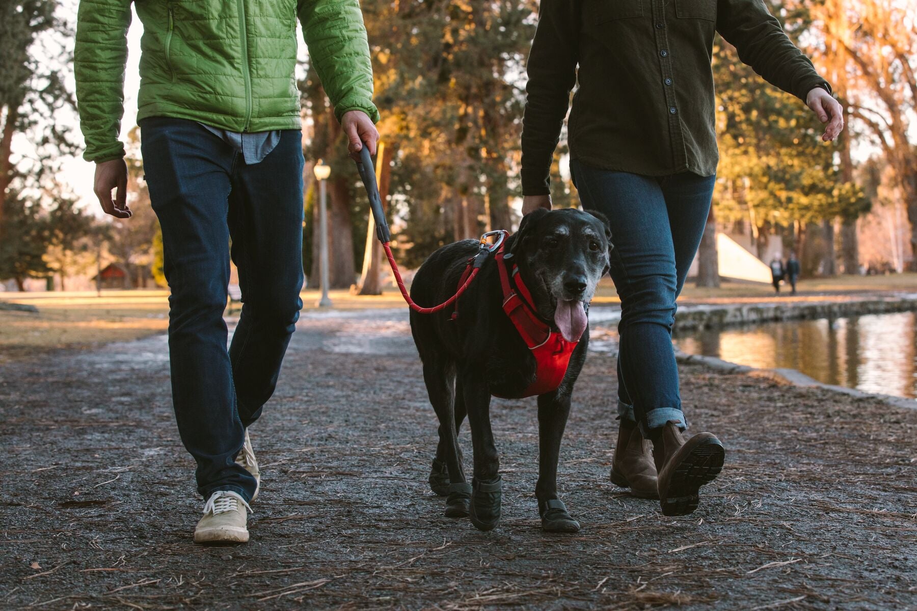 Dog wearing a Ruffwear harness on an everyday walk