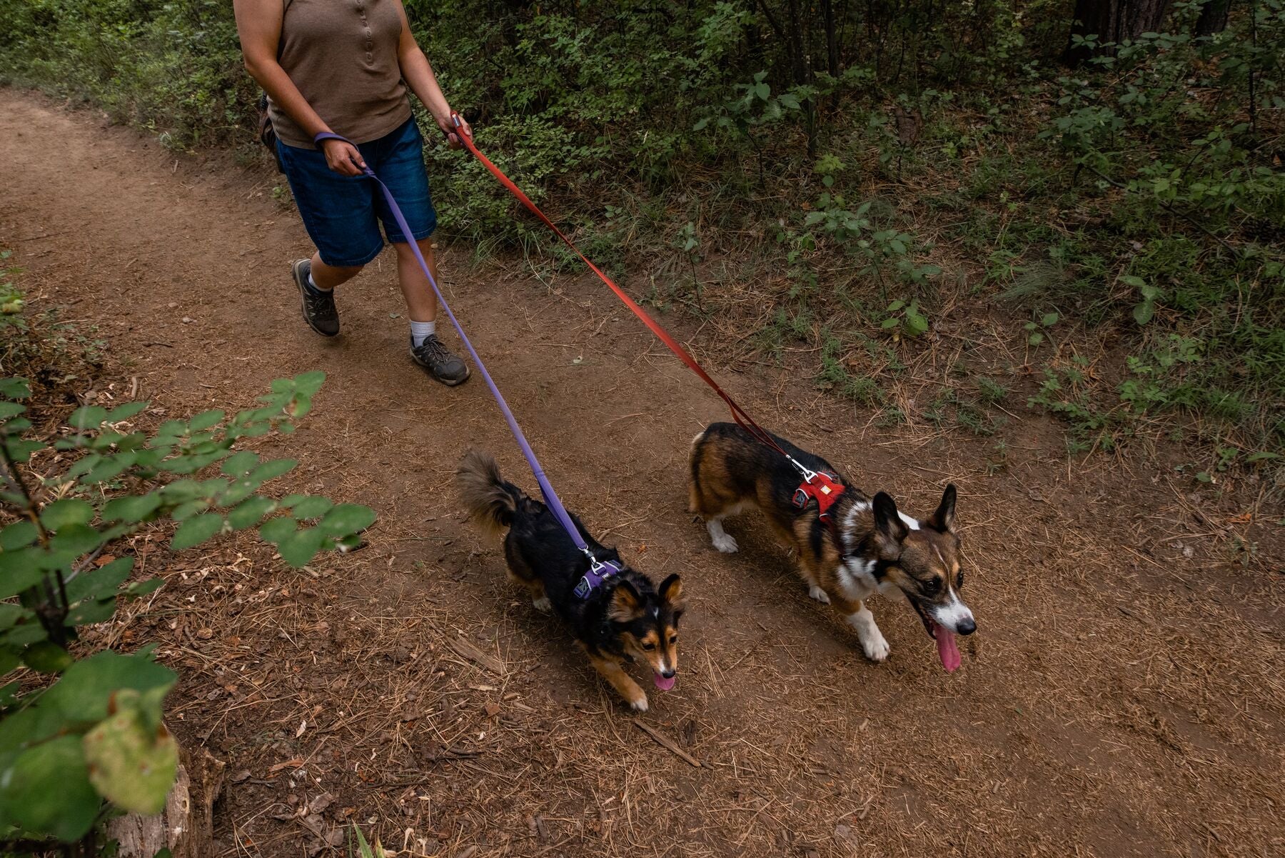 Dog walking on a Ruffwear leash outdoors