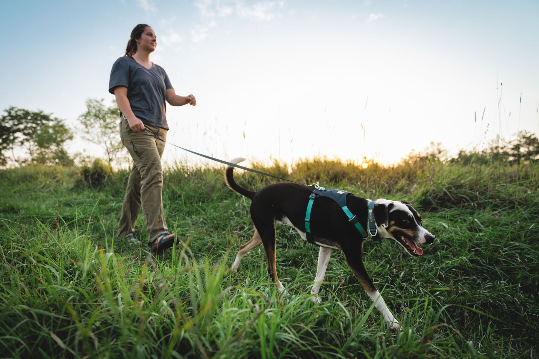 Dog wearing Ruffwear Hi and Light harness lightweight design