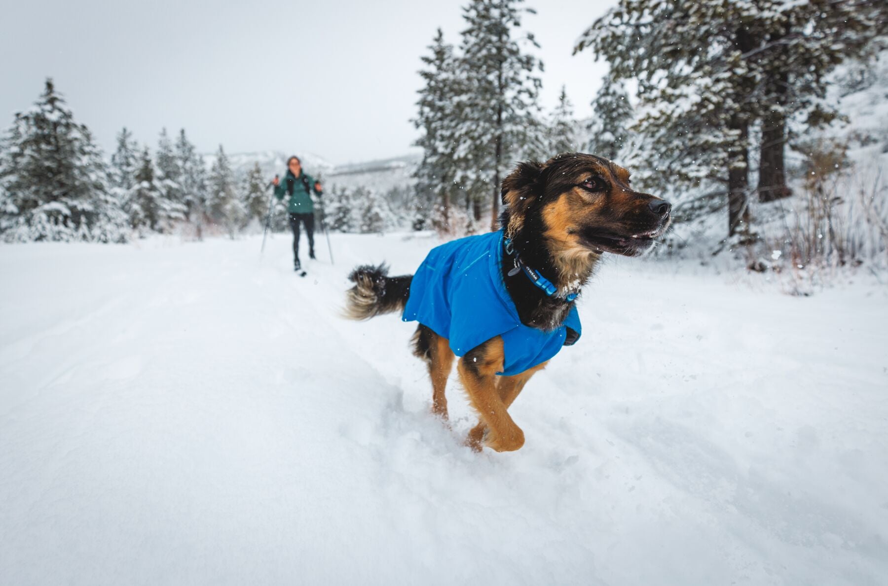 Dog wearing Ruffwear Vert jacket in cold weather