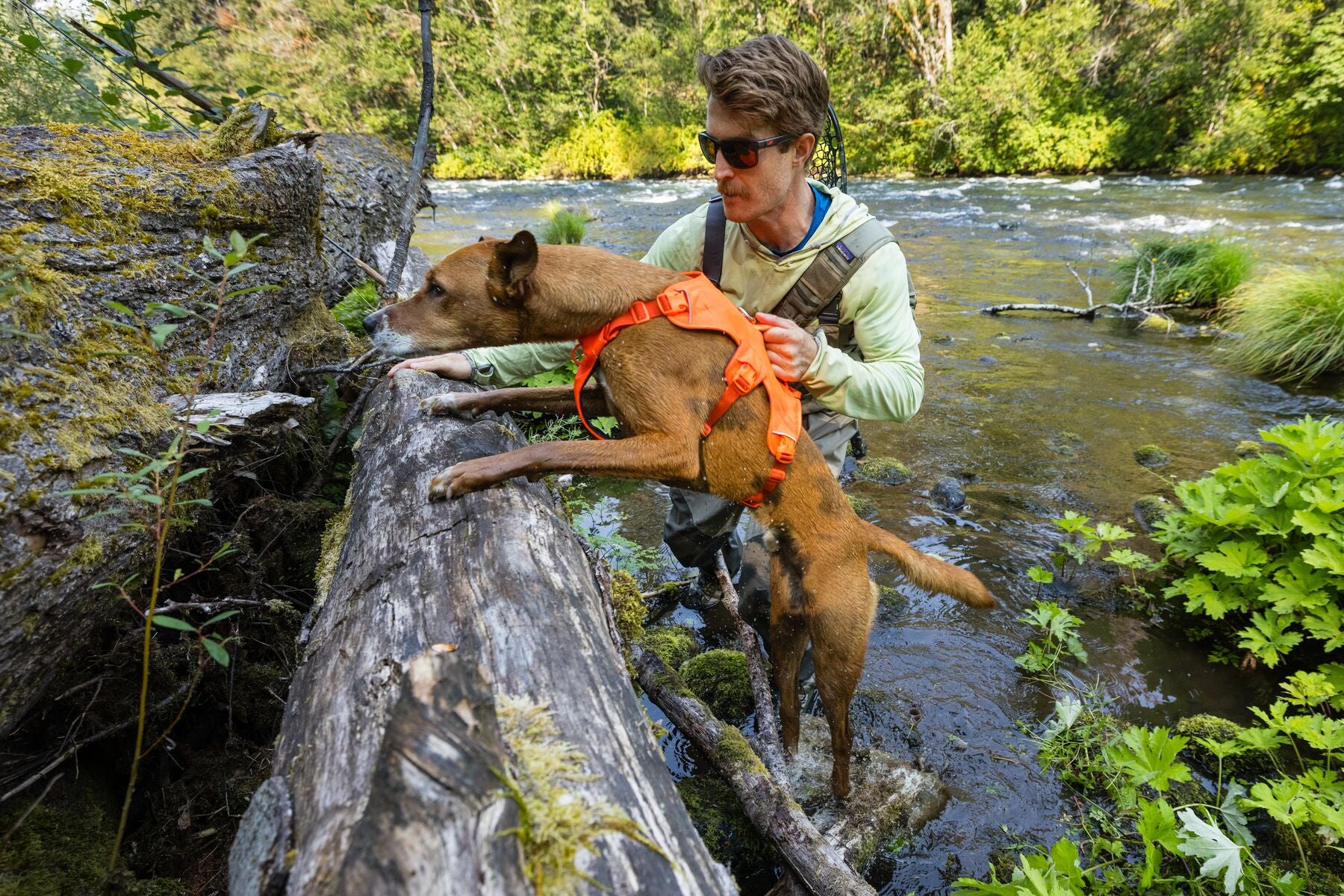 Ruffwear Web Master Harness for hiking and support