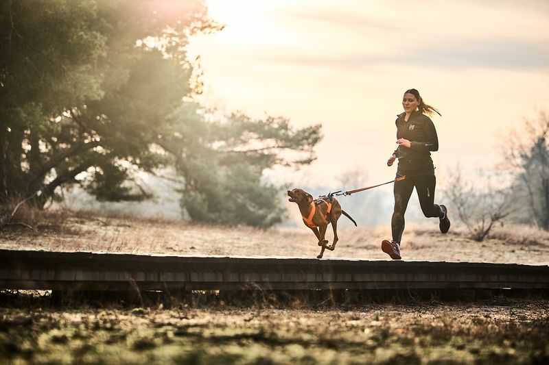 Canicross runner wearing a waist belt while running with a dog in a pulling harness
