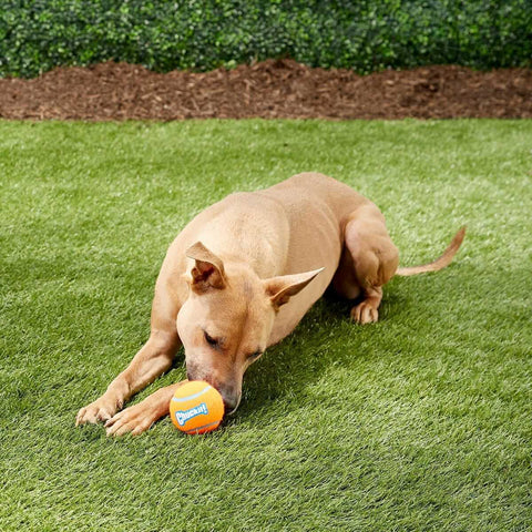 A dog playing with a Chuckit Tennis Ball