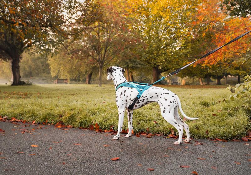 Dog running in a short pulling harness during canicross
