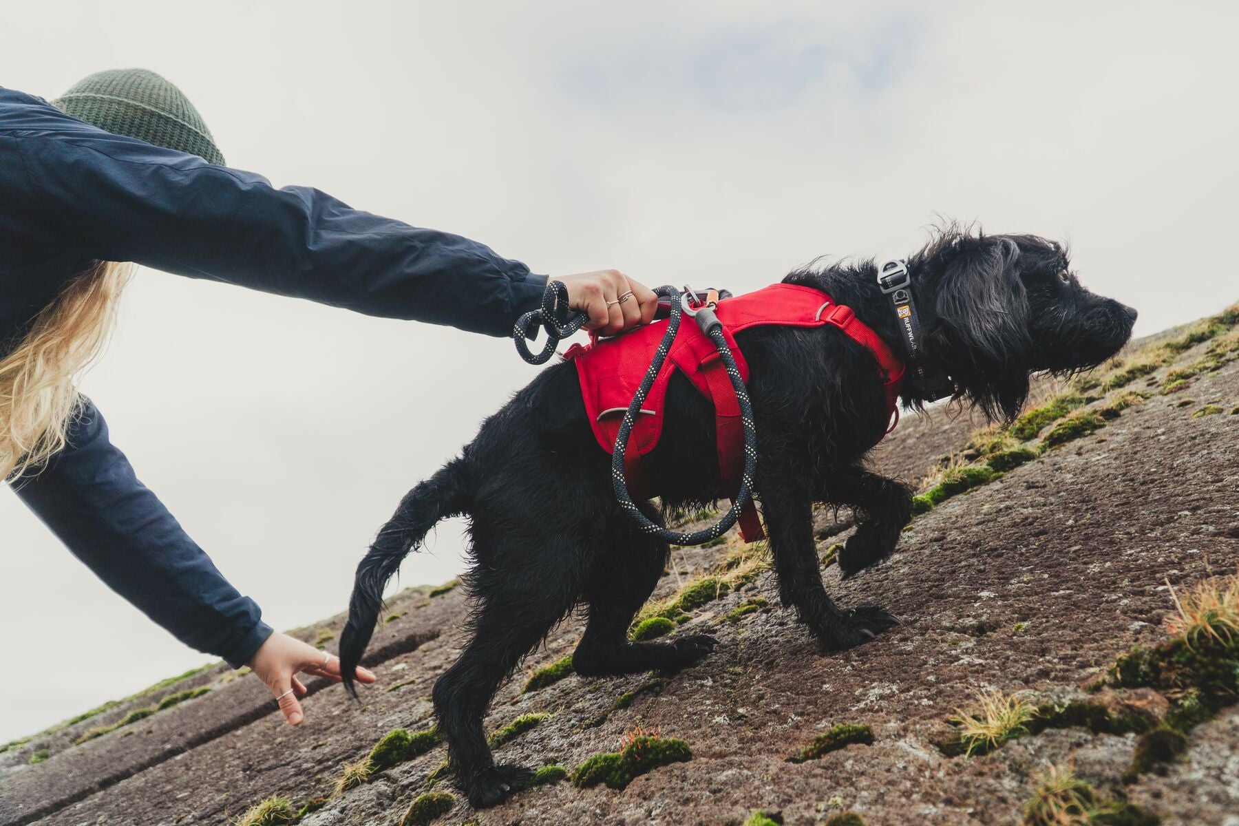 Dog wearing Ruffwear Web Master harness with handle