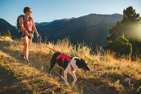 Ruffwear  - Web Master™ Dog Harness-bapacking