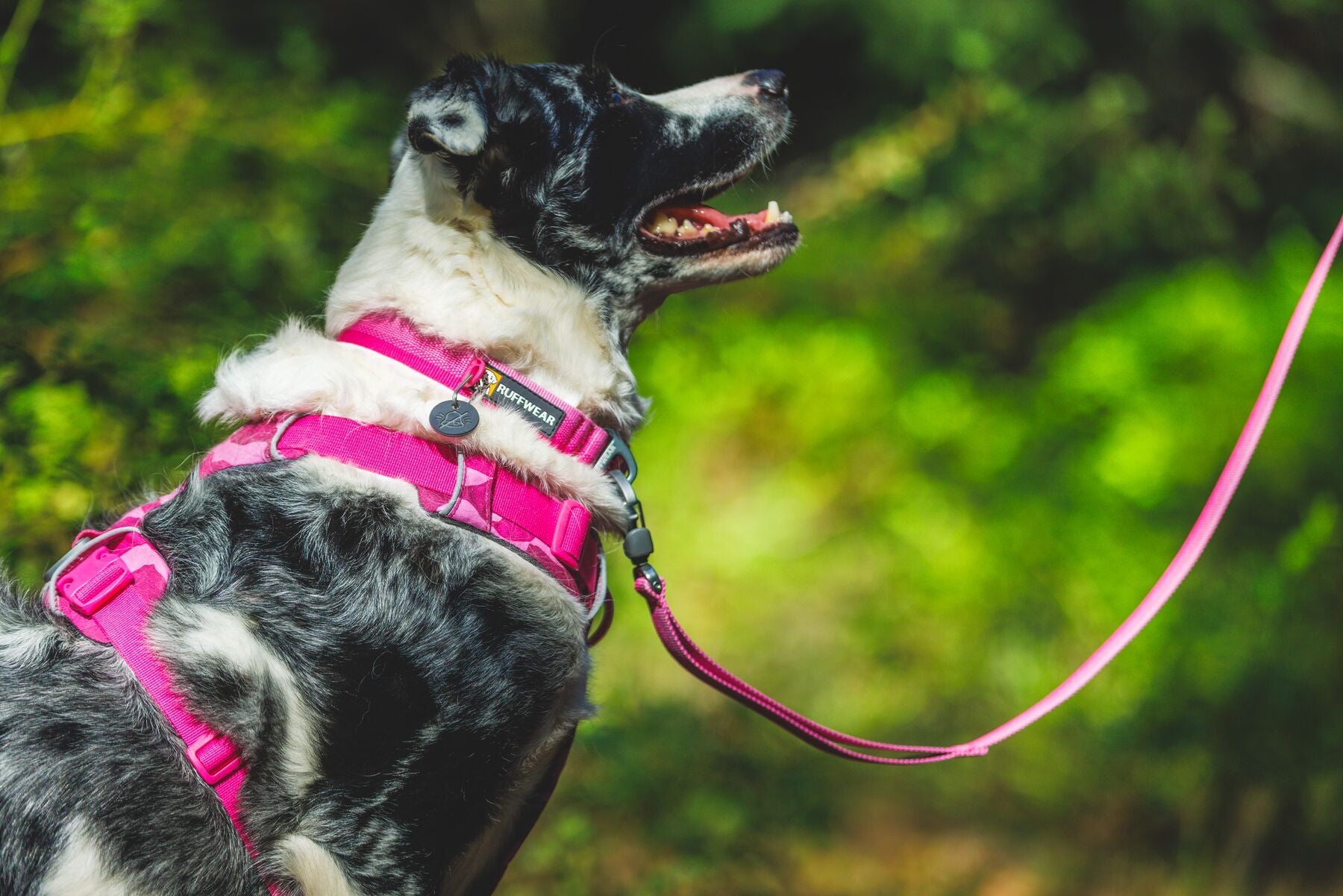 Ruffwear Front Range Dog Harness chest and back lead attachment points