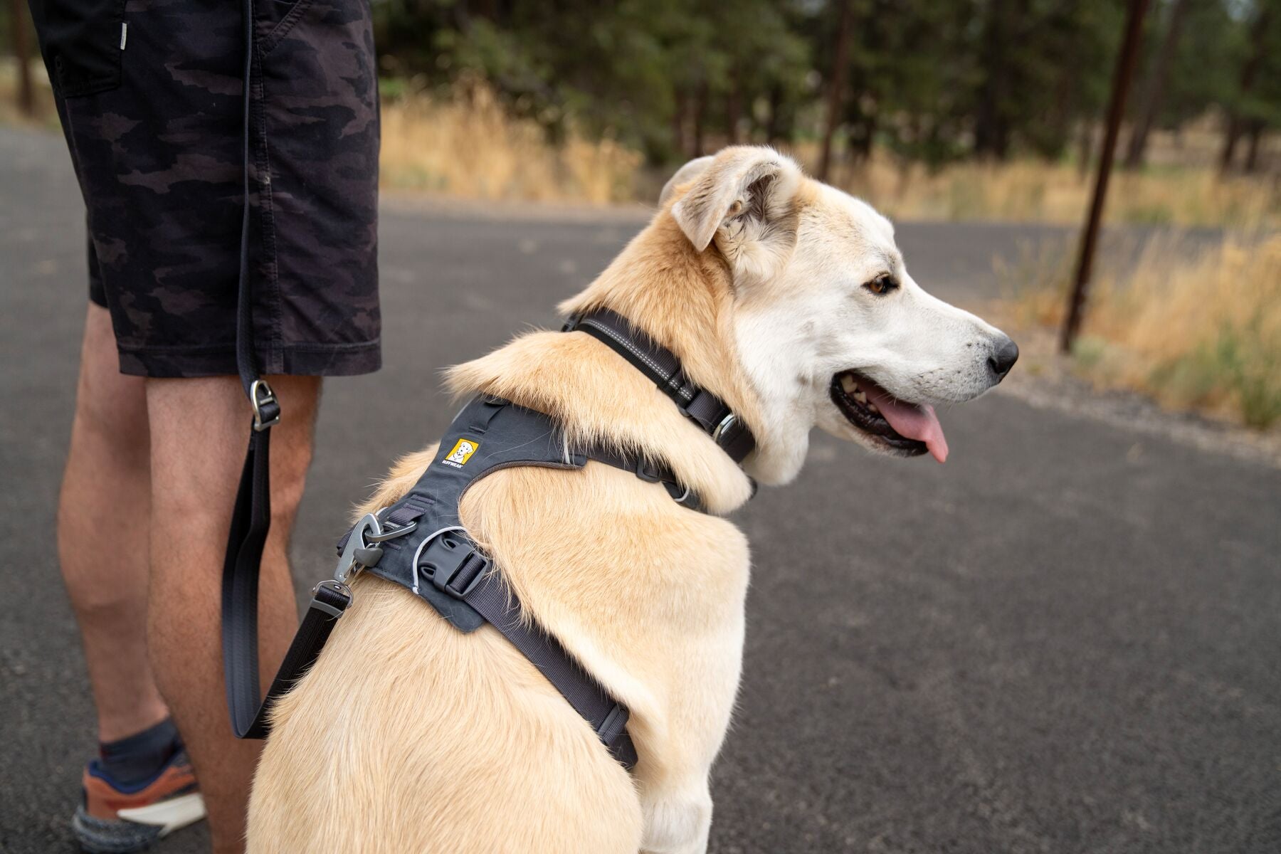 Dog wearing the Ruffwear Front Range Dog Harness on an outdoor walk