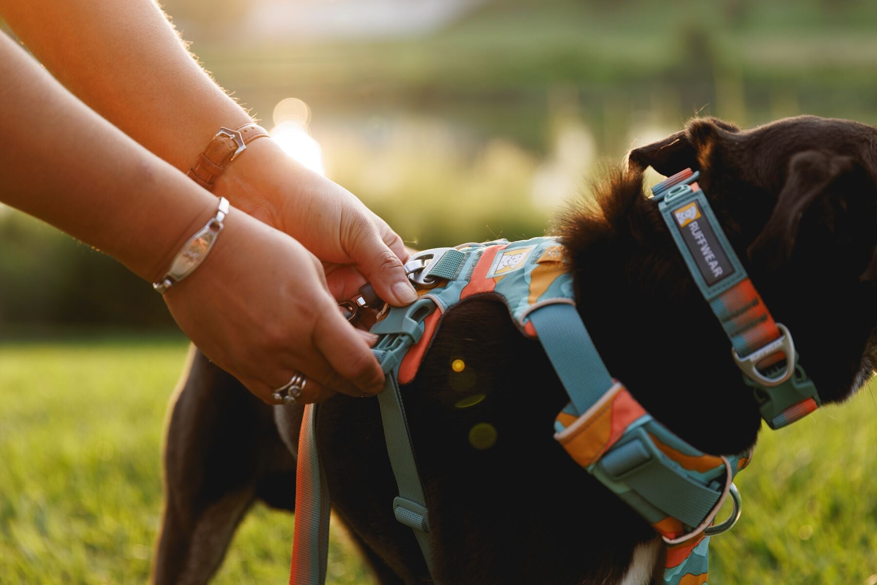 Dog wearing Ruffwear Front Range harness while walking