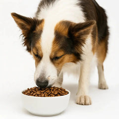 Wiggle & Wag Digestive Care – 100% Hydrolysed Turkey (Adult Dog)