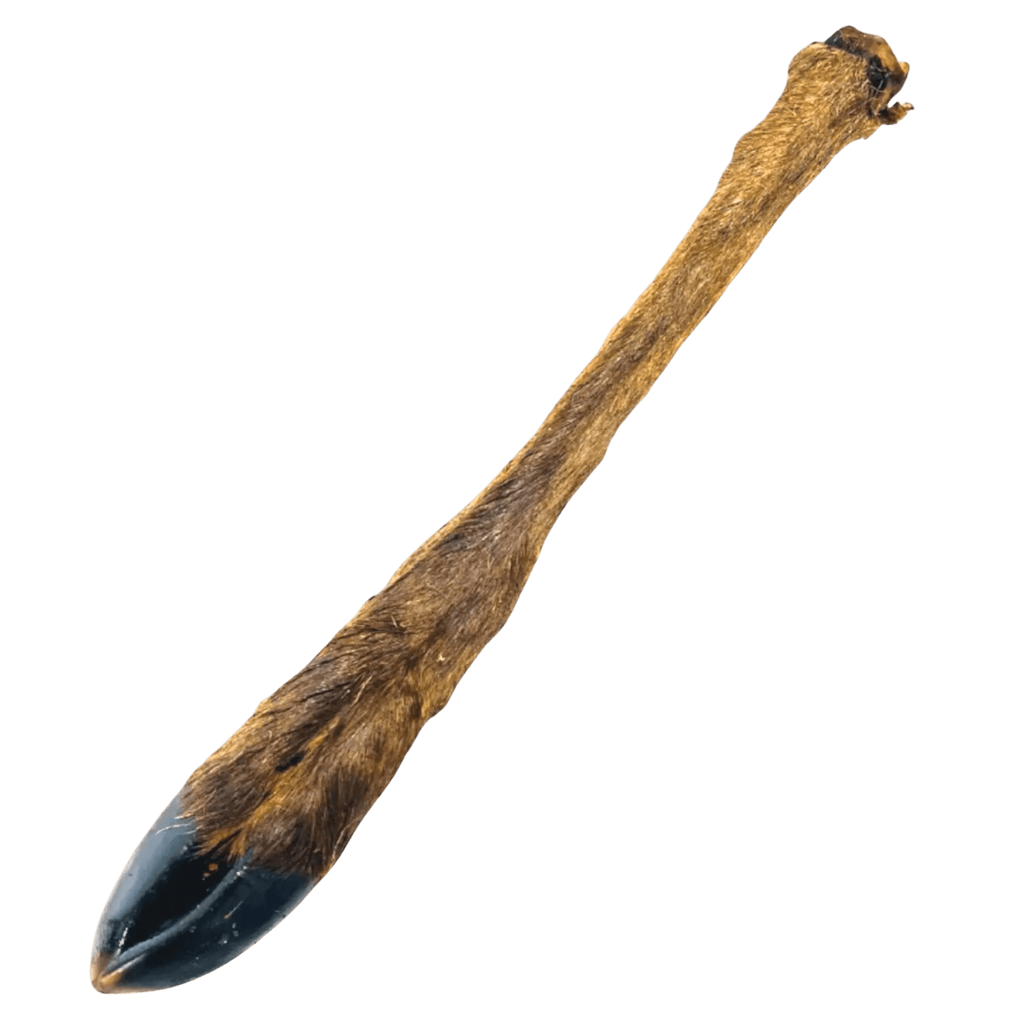 Deer Leg With Hair