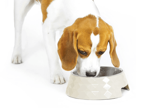 George Barclay Harlequin Melamine Feeding Dog Bowl