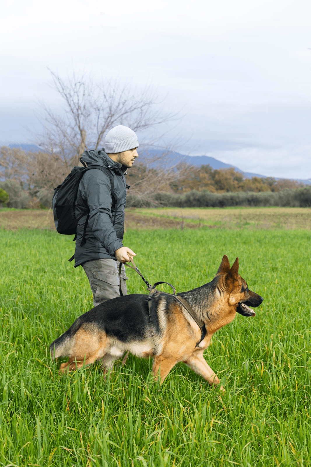 Non-stop dogwear Touring Bungee WD