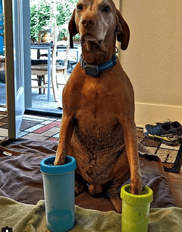 Dog with Dexas Mudbusters on its front feet
