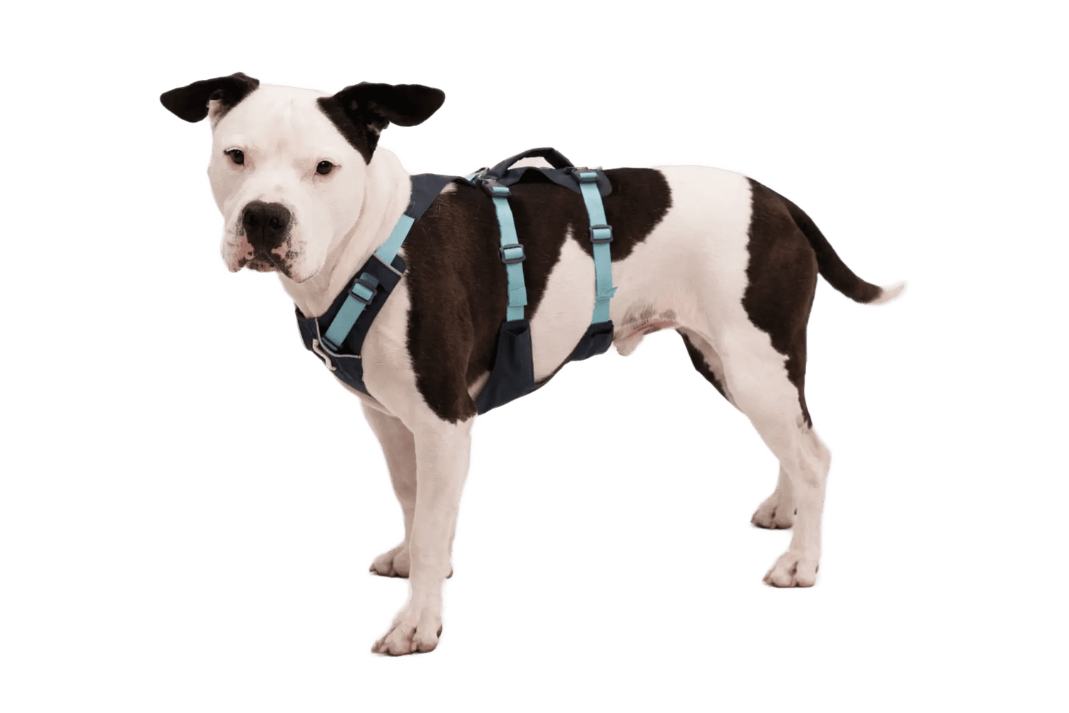 Ruffwear Flagline™ Dog Harness