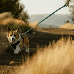 Ruffwear Front Range® Flex Leash