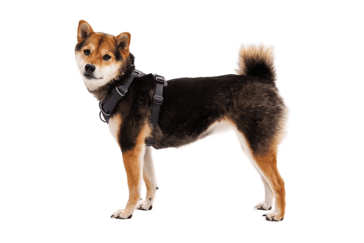 Ruffwear Front Range® Harness