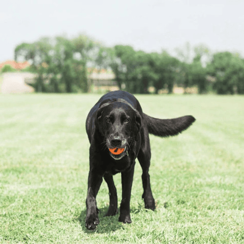 A black dog Playing with a Chuckit Air Fetch Ball